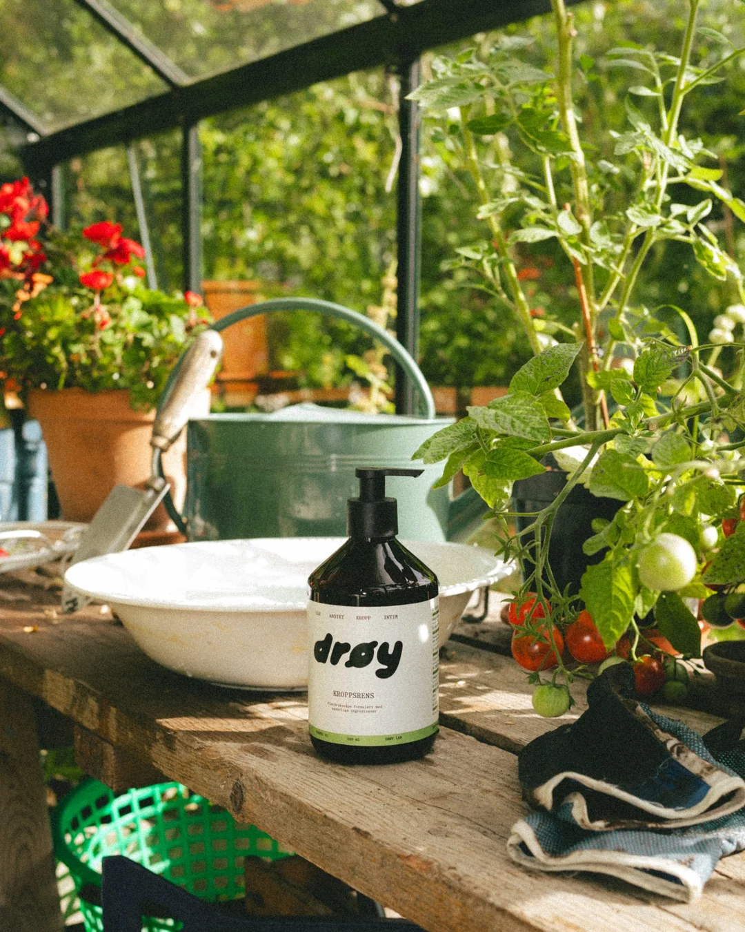 DRØY kroppsrens på en arbeidsbenk i et drivhus, med tomatplanter og en vannkanne